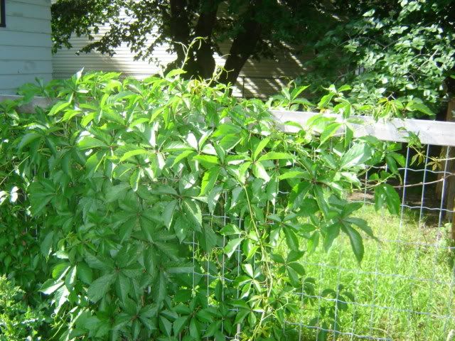 Virginia Creeper on dog fence July 17 2011